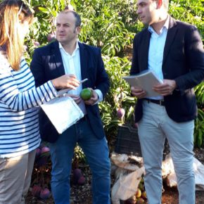 Ciudadanos Isla Cristina alerta sobre los efectos nocivos para la salud del consumo de fruta robada